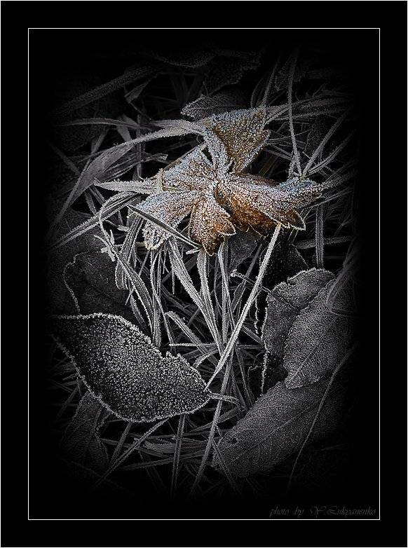 осень, листва, иней, лукьяненко, Юрий Лукьяненко (o4spok)