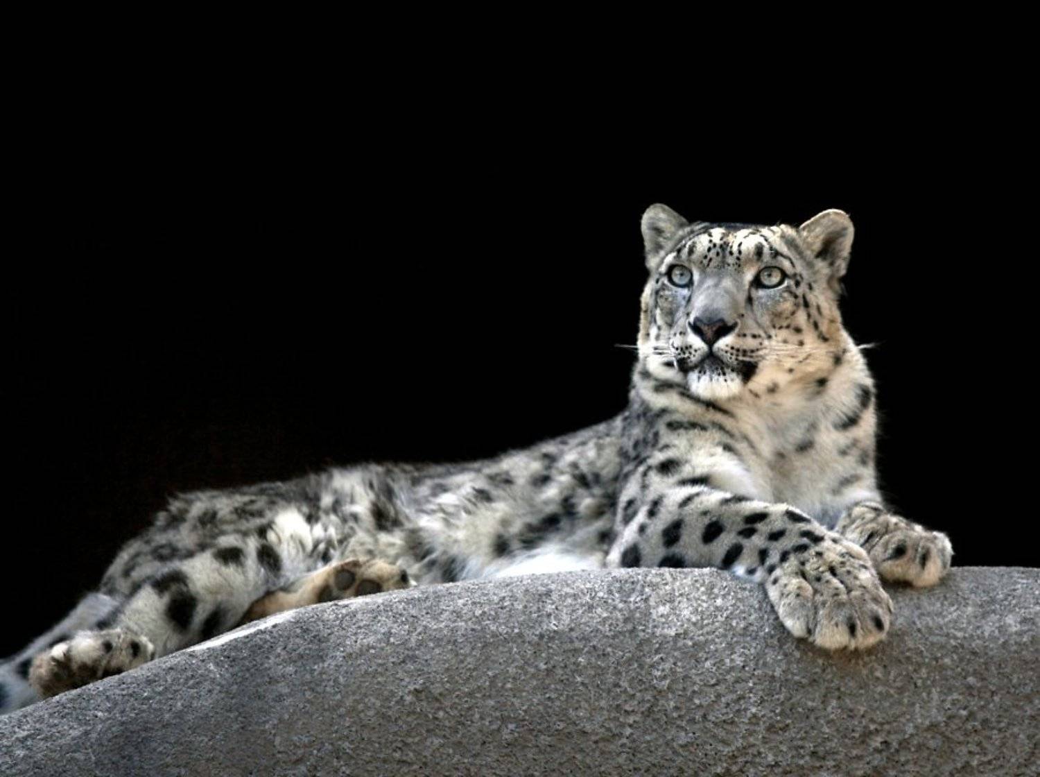 барс, ирбис, Дмитрий Сегодник