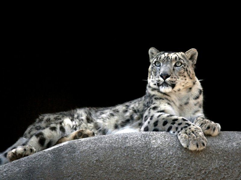 барс, ирбис Ирбисphoto preview