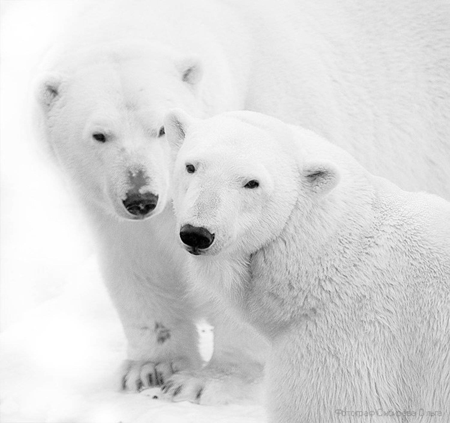 , Ольга Сибирёва