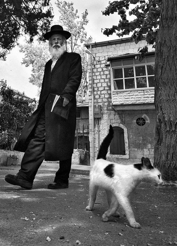 кот, человек, город, иерусалим, ортодокс Кот. Человек.photo preview