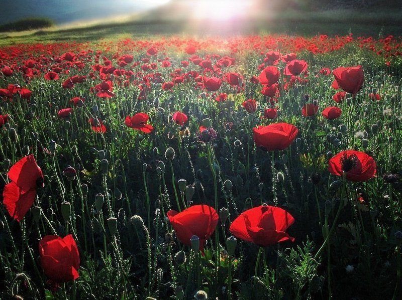мак, поле, свет, галилея, израиль Зовущий свет.photo preview
