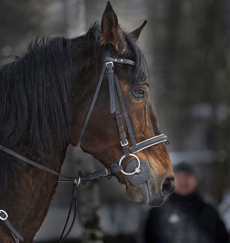 Лошадкаphoto preview