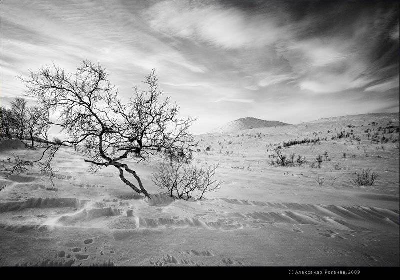Февраль #2. Автор: Александр Рогачёв мурманск,тундра, Александр Рогачёв