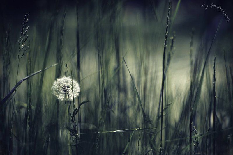 одуванчик, трава, лужайка, весна Последний пушистик.photo preview