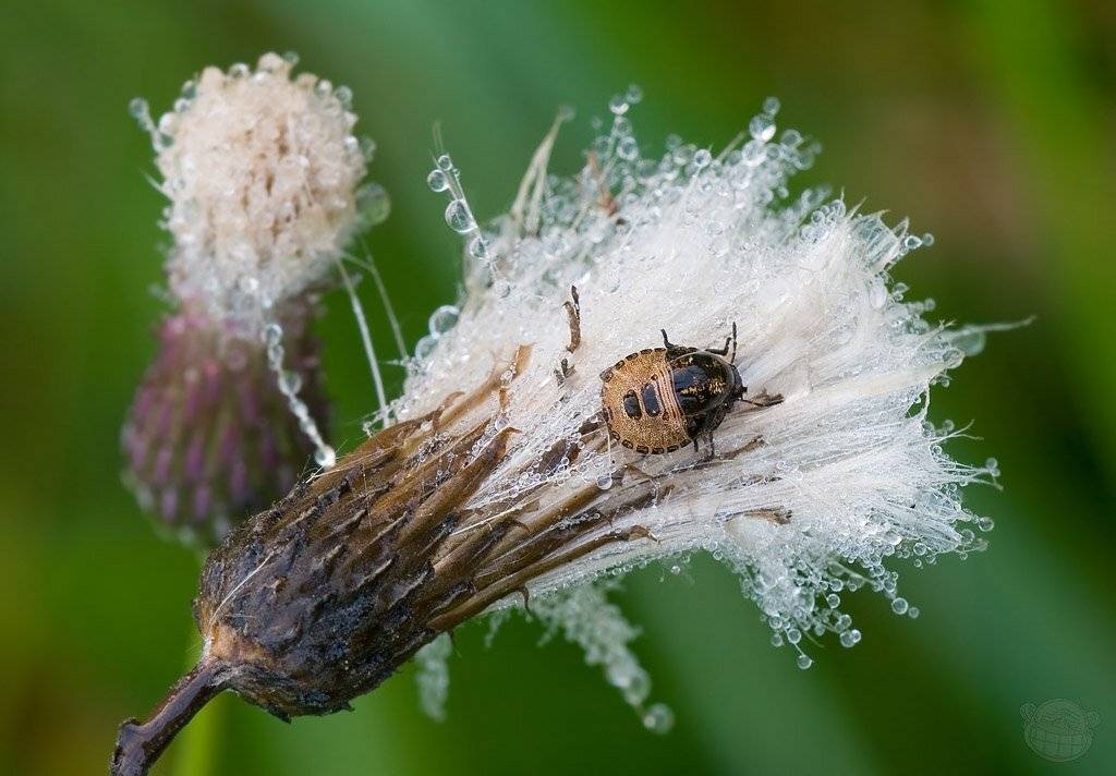 клоп, макро, щитник, роса, личинка, Amazon-san