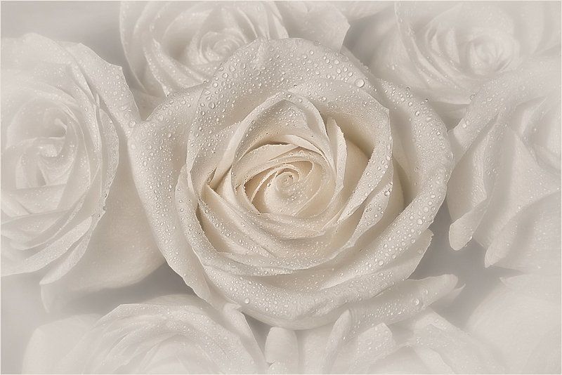 2008, любовь, макро, нежность, радость, роза, свет, цветок Banality Sensualityphoto preview