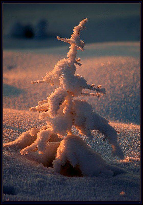 В лучах заката. Автор: Солодухин Виктор лиственница, Солодухин Виктор