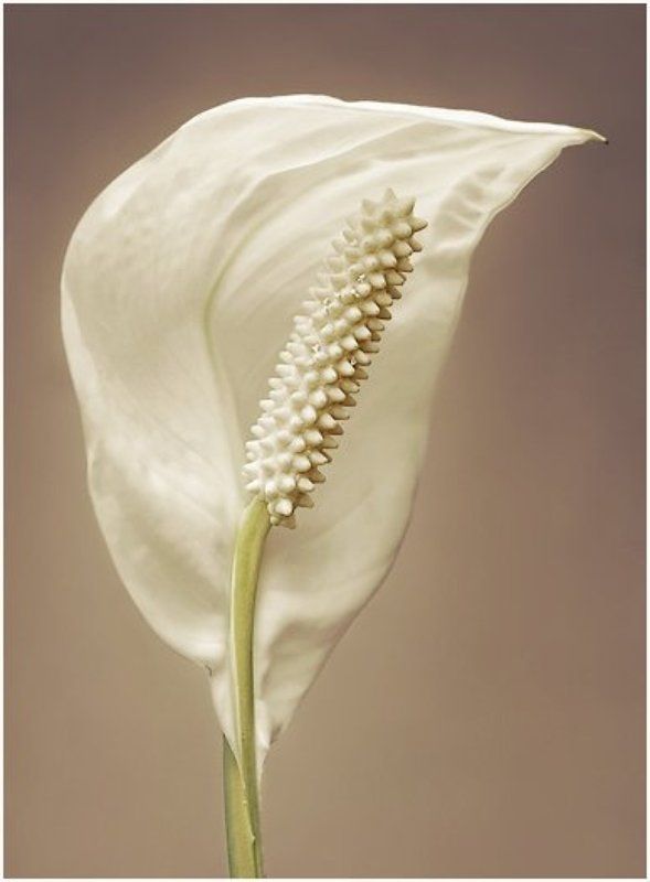 калла, 2009, цветок, арт-деко, нежность Banality Sensualityphoto preview
