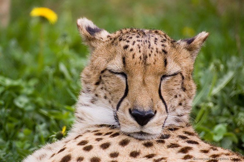 Одуванчиковый сонphoto preview