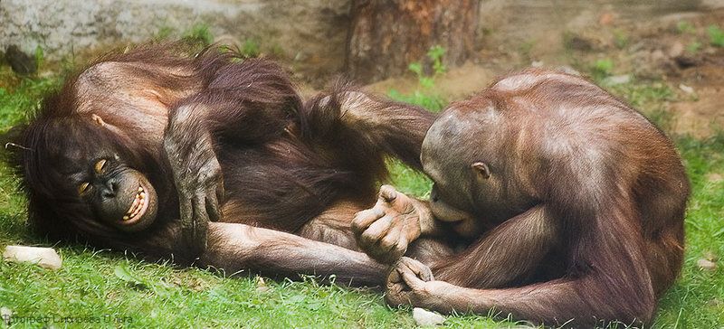 Анекдот: из ЗООпарка сбежал слон...photo preview