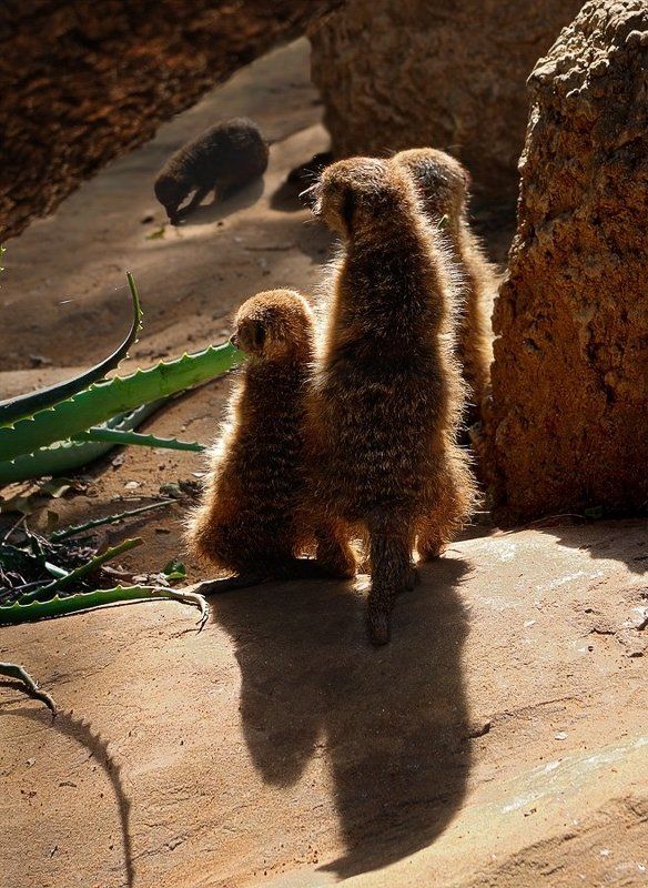 сурикат, сафари, рамат ган, израиль Веркин опять с работы на четырёх ... фото превью