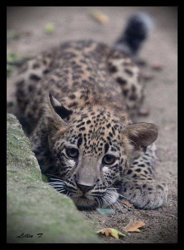 Малышphoto preview