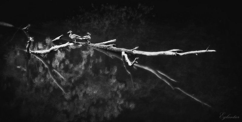 озеро, утки, коряга, осень Уткодозорные.photo preview