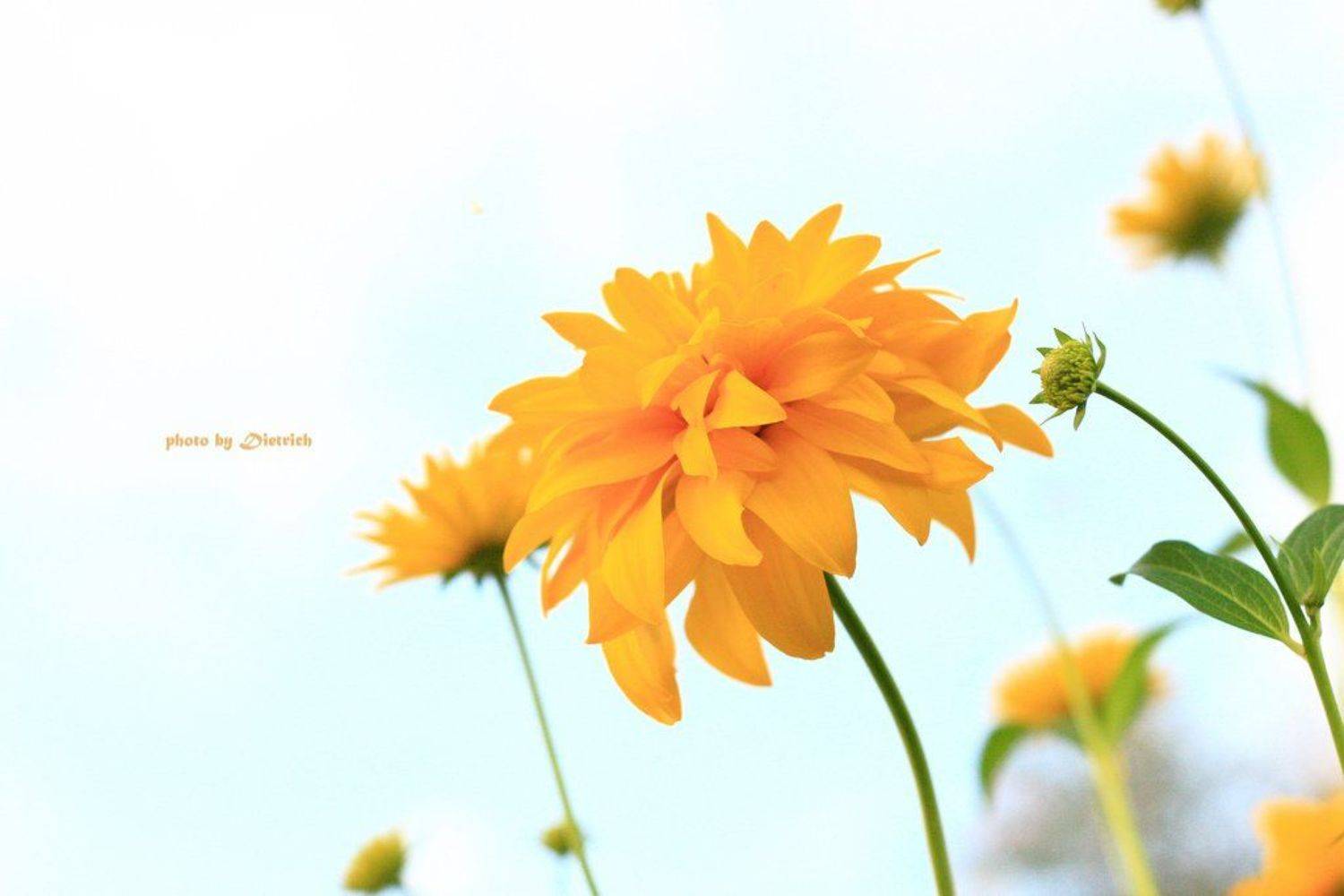 цветок, Dietrich