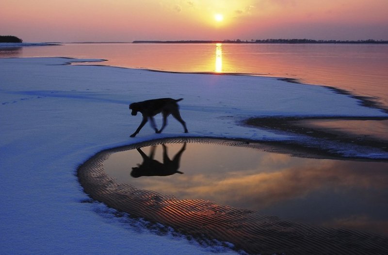 Чёрный пёс, бегущий краем облакаphoto preview