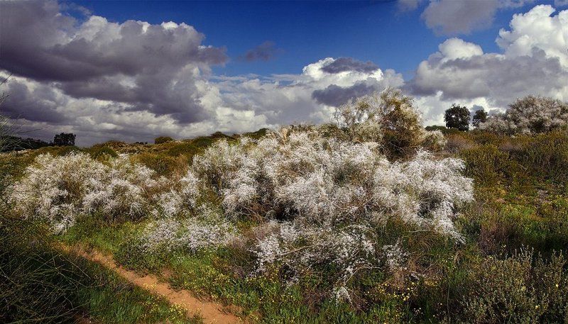 Весенняя лихорадка.photo preview