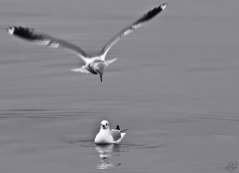 весна, чайки, рига, страсть, лукьяненко О весне, любви  и страсти.photo preview