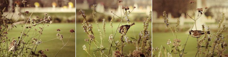 франция, парк, осень, париж, воробьи, настроение Dans le jardin De Luxembourgphoto preview