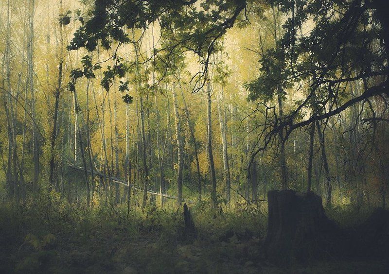 лес, осень, пень, березы, пейзаж, природа, россия Лесphoto preview