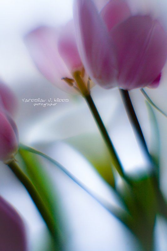 девушки, праздник, 8 марта, чмок С наступающим праздником!!!photo preview