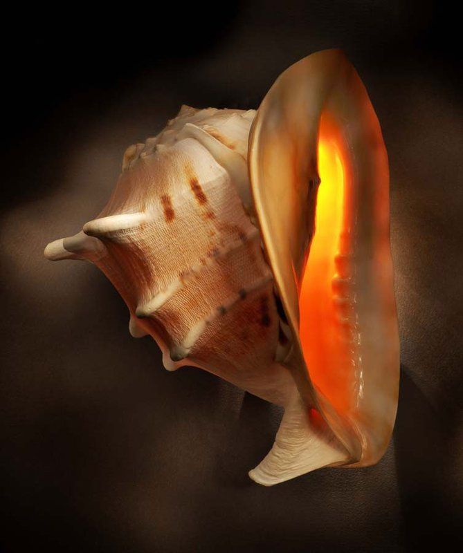 Ракушкаphoto preview