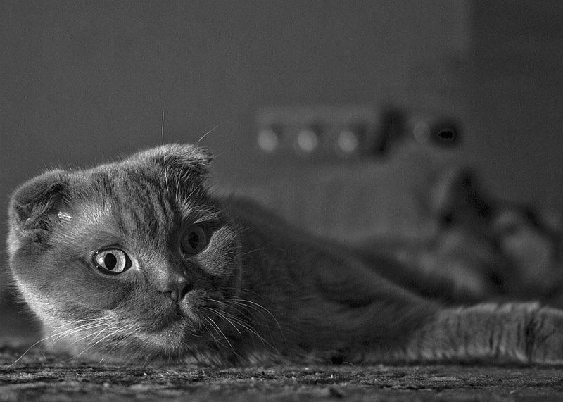 кошка, дом Про кошку.photo preview