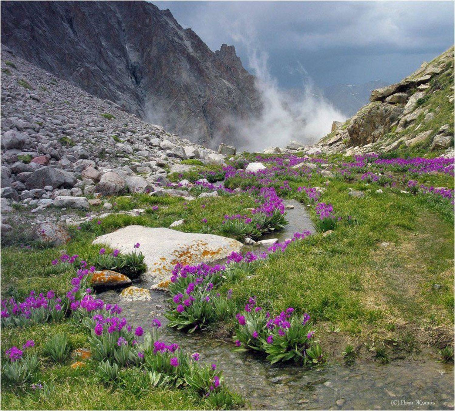 горы, тянь-шань, киргизия, весна, примулы, ала-арча, Иван Жданов