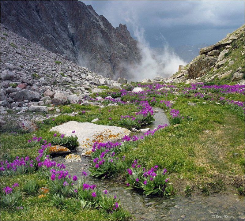 горы, тянь-шань, киргизия, весна, примулы, ала-арча ЦВЕТУЩИЙ ТЯНЬ-ШАНЬphoto preview