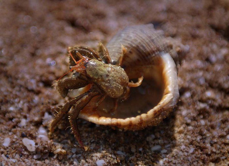 Отшельникphoto preview