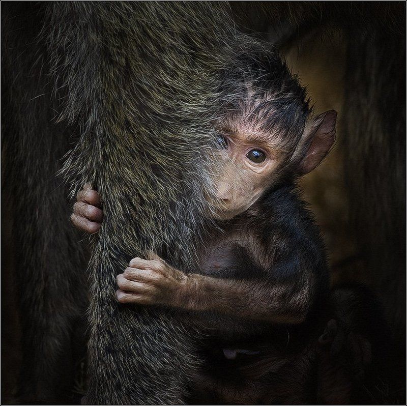 Все на одногоphoto preview