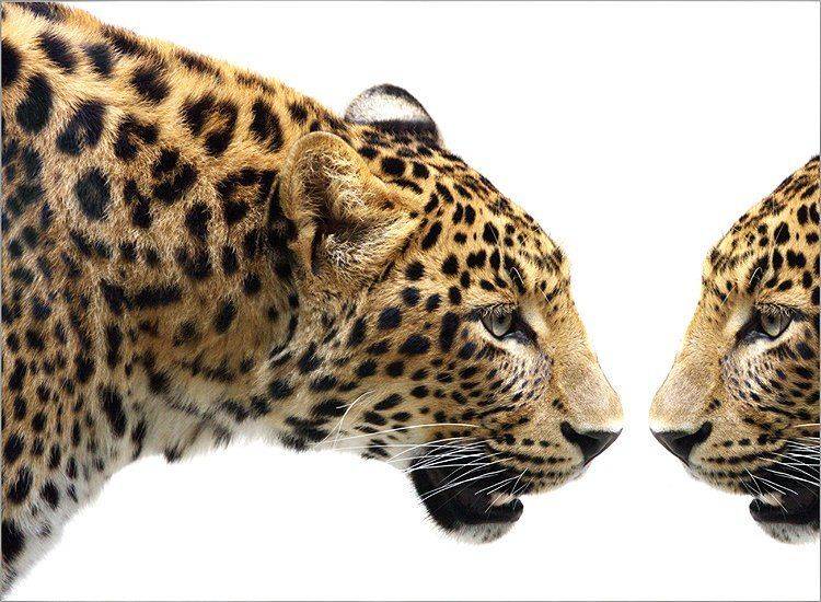 Самовлюбленный. Автор: teamS , teamS