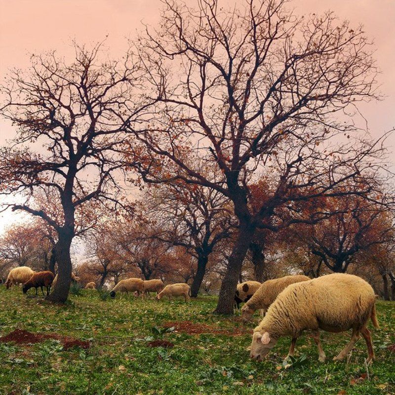 Этюд с дубочками и овечками.photo preview