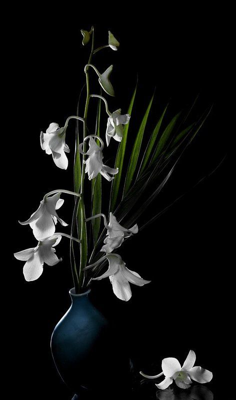 Орхидейный фото превью