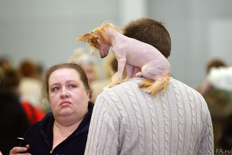 собака, китайская хохлатая, выставка Странный у тебя попугай, Флинт...photo preview