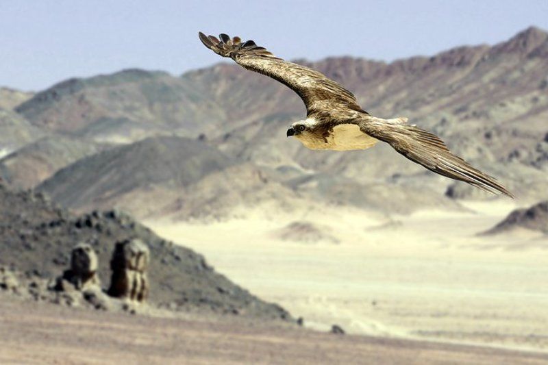 Я свободенphoto preview