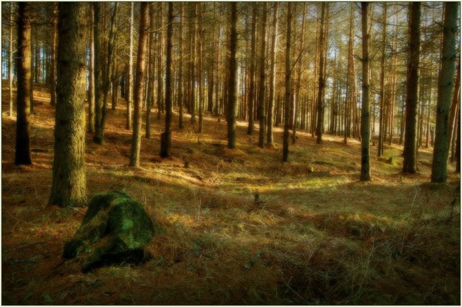 эстония, лесопарк, ягварь, 2008, Лариса Лучко