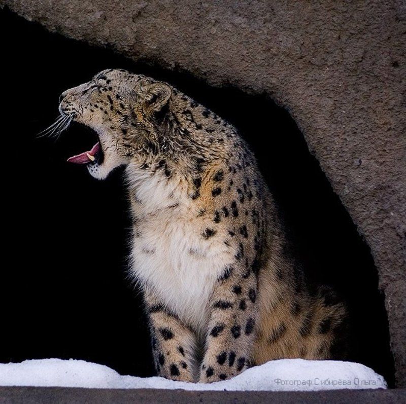 Сонный Барсикphoto preview