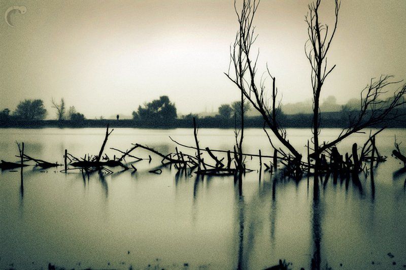 пульс, сухие, деревья, озеро Отсутствующий пульс.photo preview