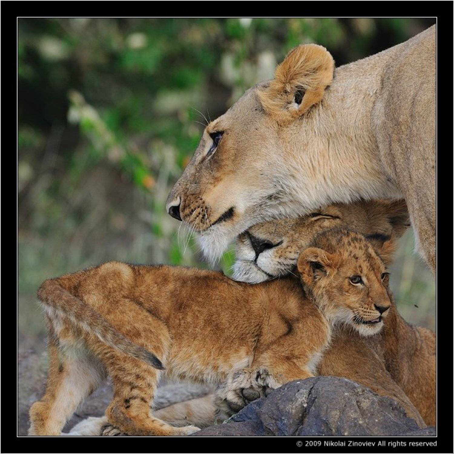 Нежность. Автор: Николай Зиновьев лев, львы, Николай Зиновьев