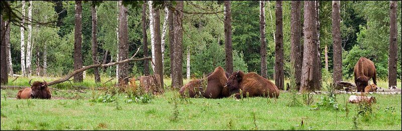 заповедник, приокско, терассный, зубры *photo preview