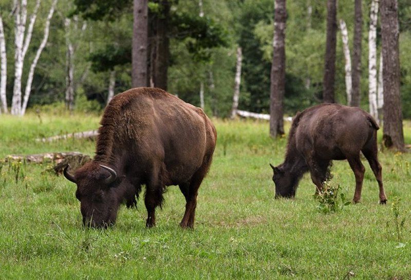 заповедник, приокско, терассный, зубры зубрыphoto preview