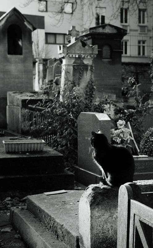 кот, кладбище, франция, париж, могилы, монмартр, приходить, прощаться Кладбище. Прощание фото превью