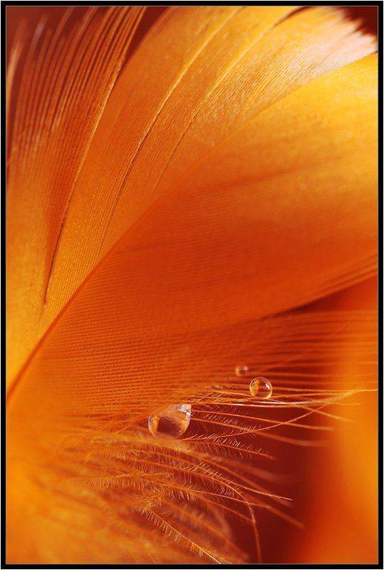 цвет, Качурин Алексей