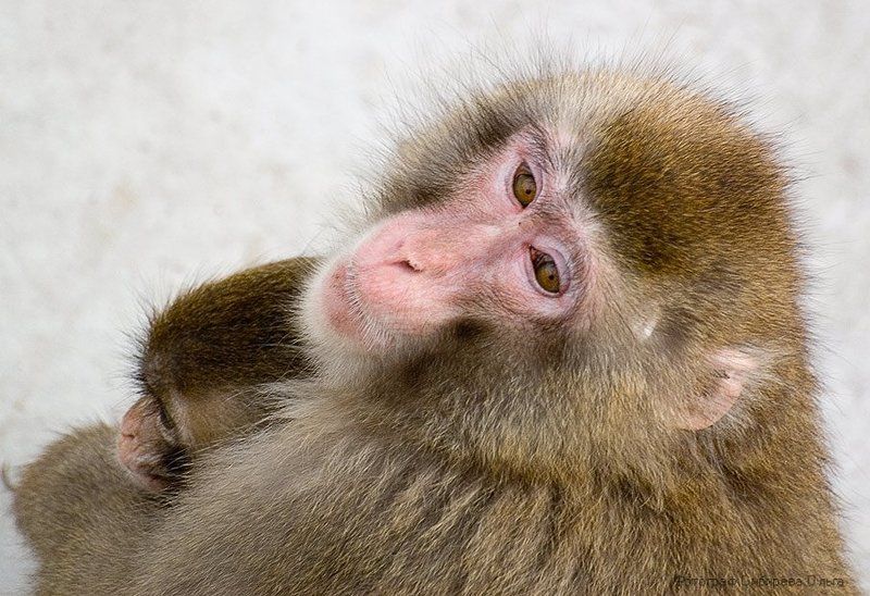 Мамашаphoto preview