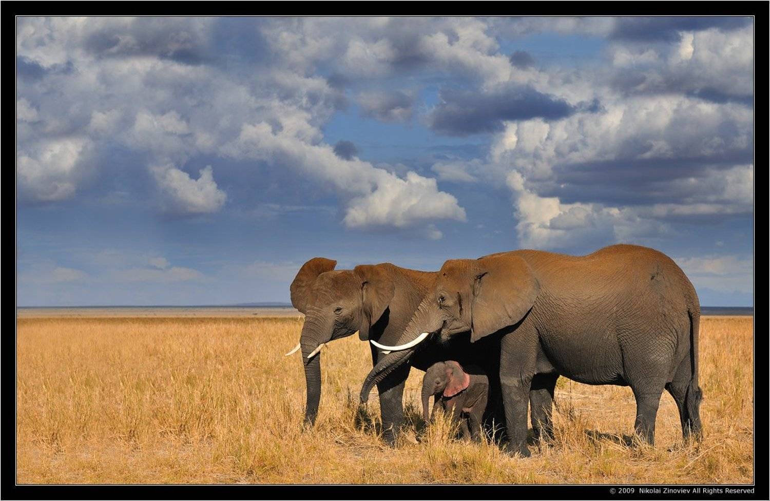 Счастье-оно и в Африке, счастье!. Автор: Николай Зиновьев , Николай Зиновьев