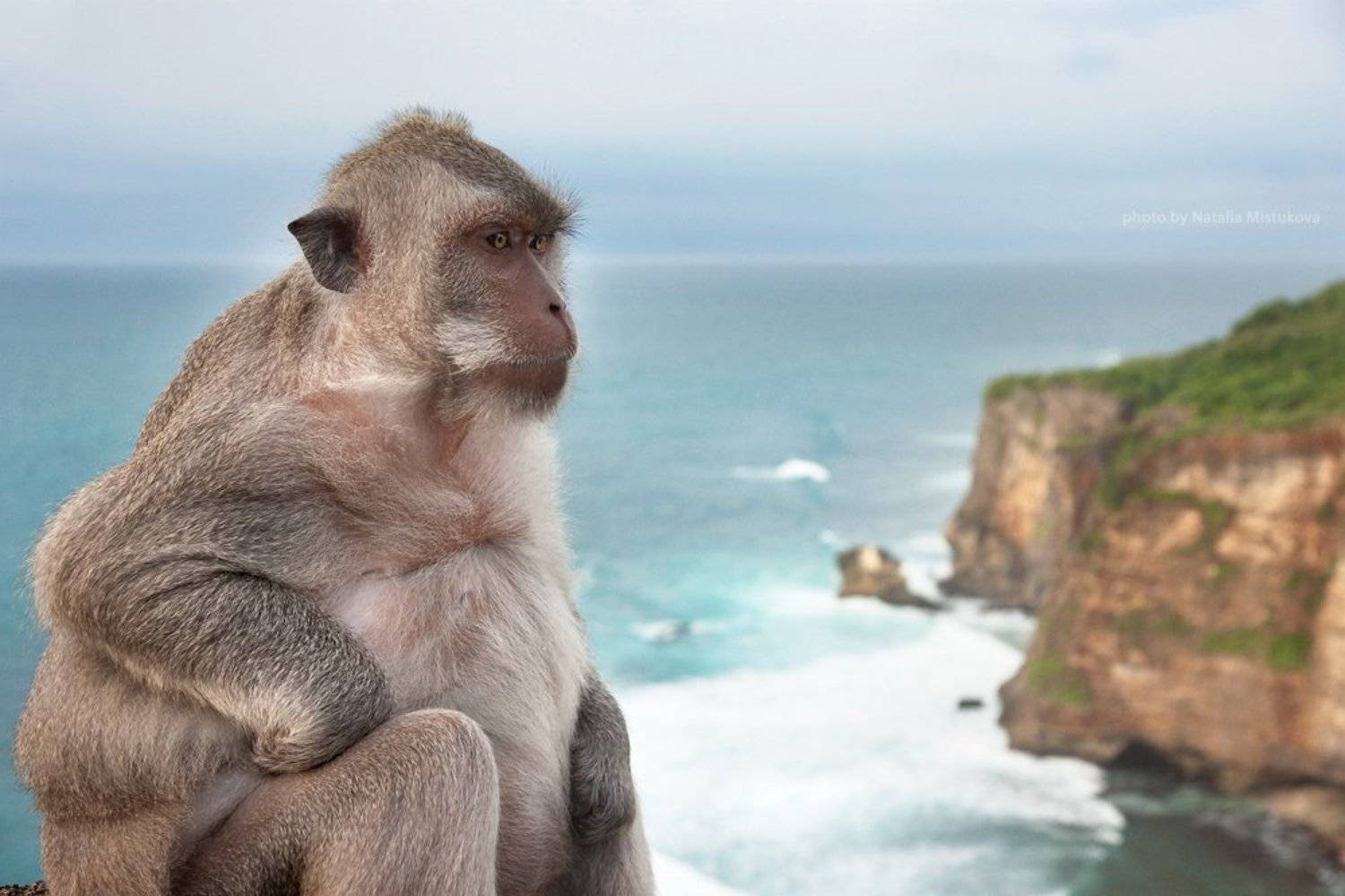 балийский мыслитель. Автор: Mistukova Natalia (Tataxa) обезьяна, бали, Mistukova Natalia (Tataxa)