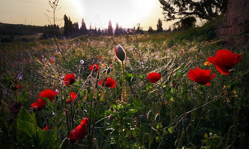Пробуждение.photo preview