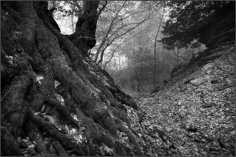 * * * фото превью