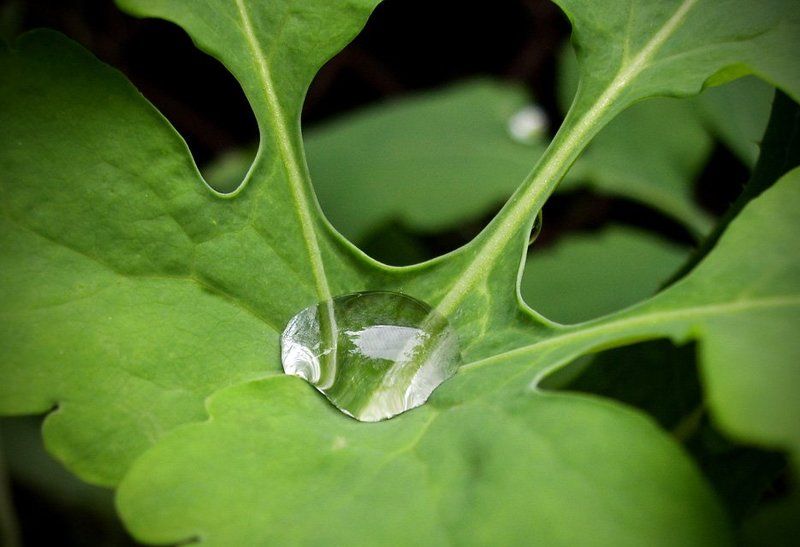 Завтрак для эльфаphoto preview